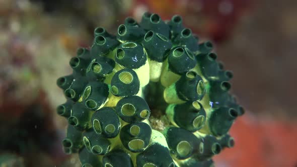 Green ascidian close up shot on coral reef.