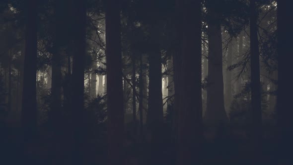 Black Tree Trunk in a Dark Pine Tree Forest