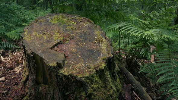 Passing Stump Of Old Tree In The Woods