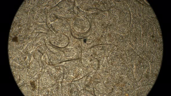 Nematode Worm Colony