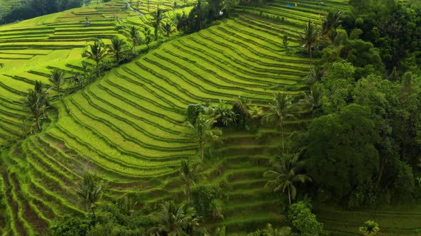 Flying Over Terraced Rice Paddies In Bali.