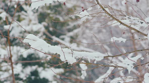 Thin Tree Branches with Snow Layer Against Green Fir Tree