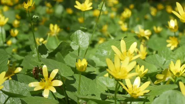 Summer Yellow Flowers