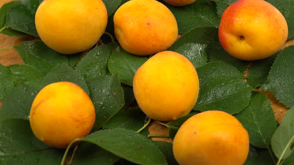 Ripe apricots lie on the green leaves