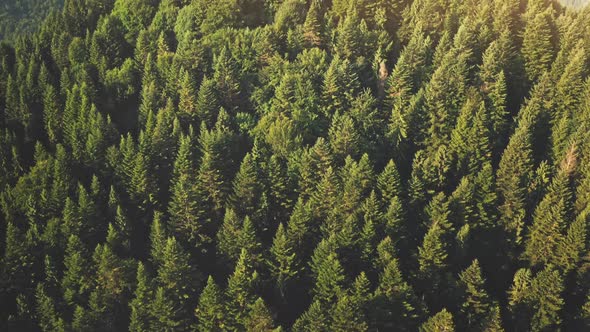 Aerial View of Pine Tree Forest Mountain Top