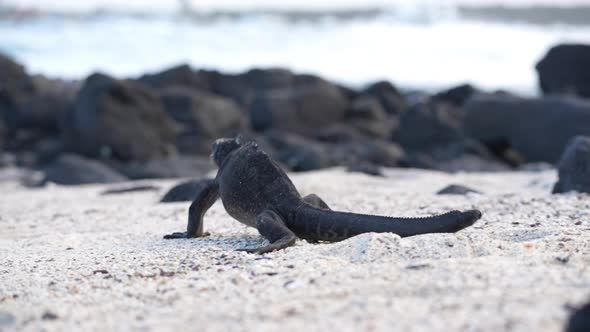 Galapagos Marine Iguana Walking Along Sandy Beach Towards Rocks With Ocean Waves Breaking In Backgro