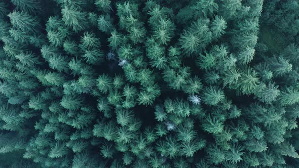 Aerial view top down over tall coniferous pine forest canopy wilderness zoom out