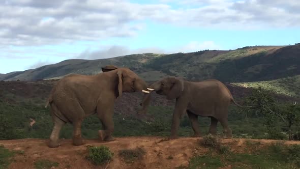 Soft focus: two elephants have brief mock fight for dominance, Africa