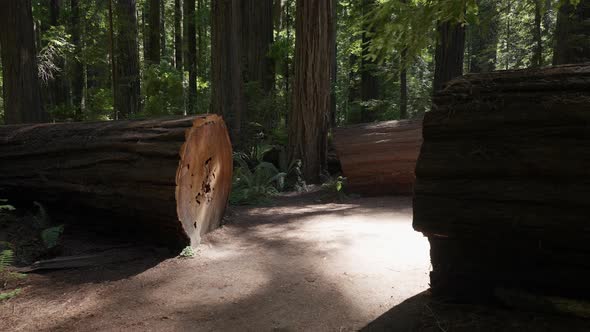 Fallen Redwood Tree