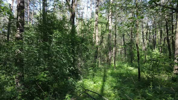 Trees in the Forest By Summer Day