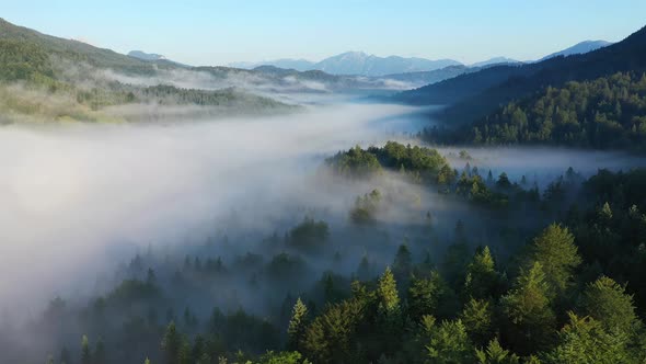 Flight over forest with early morning fog, lake Ferchensee, Bavaria