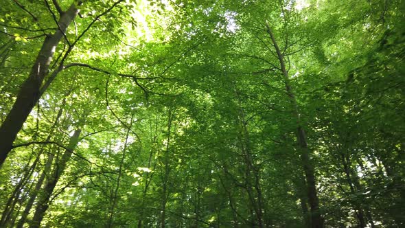 Sun shine through the tree green leaves slow motion