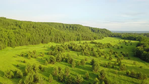 Green Nature Forest