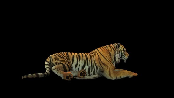 Tiger Sit 1 alt