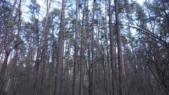 Trees in a Pine Forest During the Day Aerial View