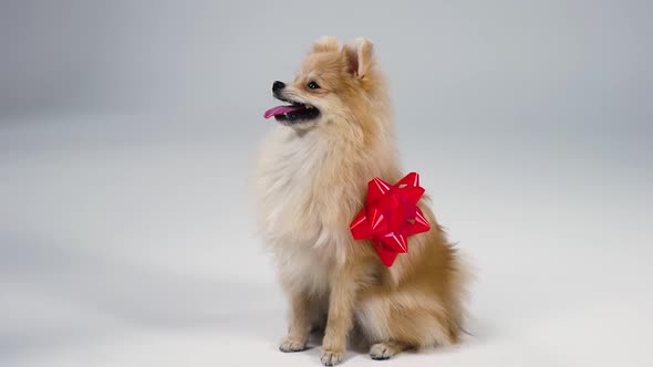 Side View of a Charming Dwarf Pomeranian Spitz of a Red Color Sitting and Smiling on a Gray