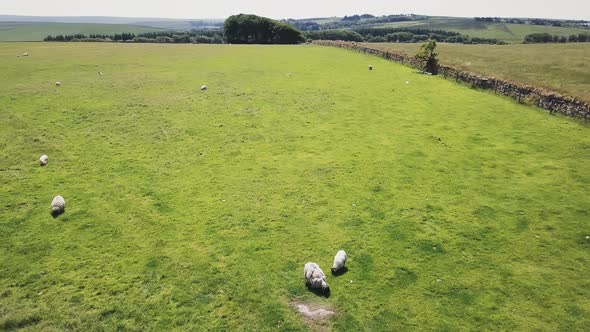 Panning over landscape with grazing livestock on it in Dartmoor National Park, England.