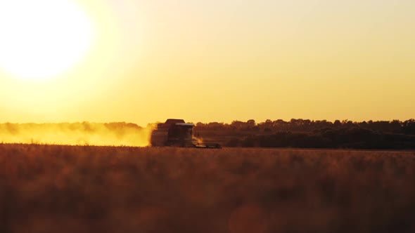 Wheat Harvest Concept