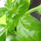 Water  Drops Coming Down From Fresh Basil Leaves, Macro Video. Basil Bush Watered. - VideoHive Item for Sale