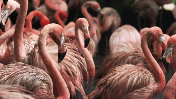 A group of pink flamingos