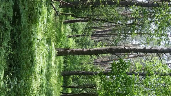 Vertical Video Aerial View Inside a Green Forest with Trees in Summer