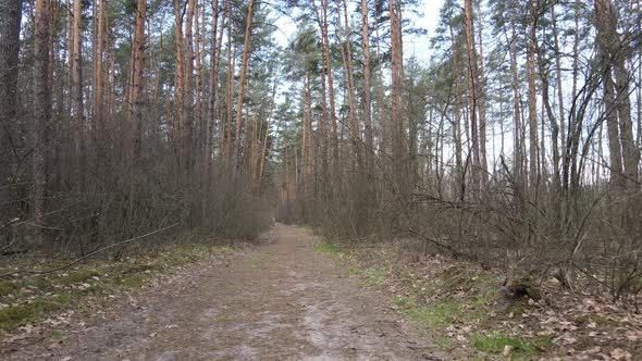 Road in the Forest During the Day Slow Motion