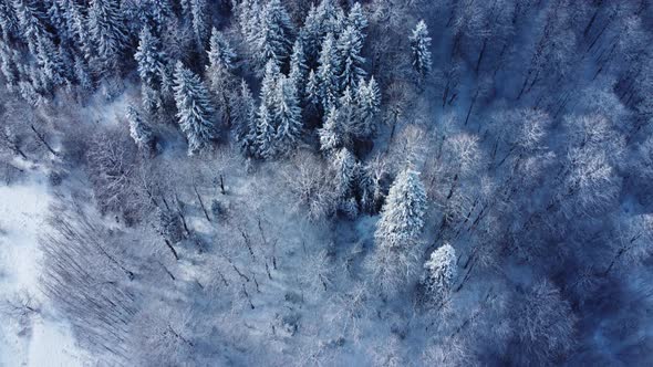 Snowy Forest From Above