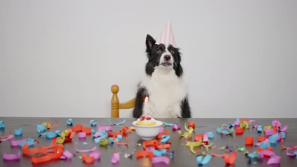 Birthday dog