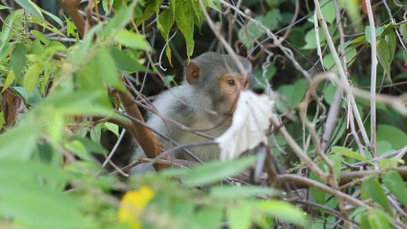 Portrait of a Monkey Sitting on Tree Branch in the Jungle.