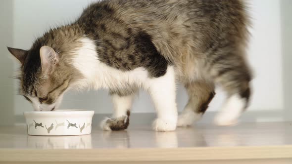 A beautiful fluffy cat with red eyes eats from a bowl. Pet care