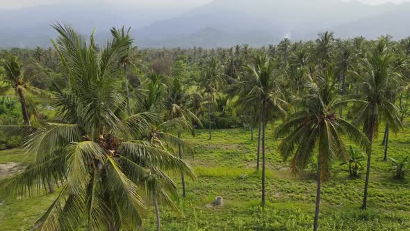 Areal view over field of palm trees, rising up to a mountain view in a distance.