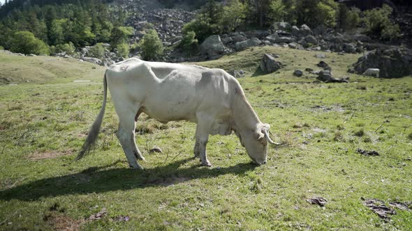 Static Shot of a Cow Grazing in the Green Grass Meadow Over the Mountainous Terrain in the Pyrenees