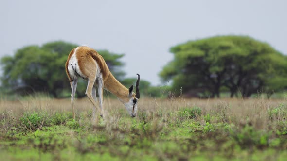 Springbok Antelope On Green Savannah Scratching Its Ear In Central Kalahari Game Reserve In Botswana