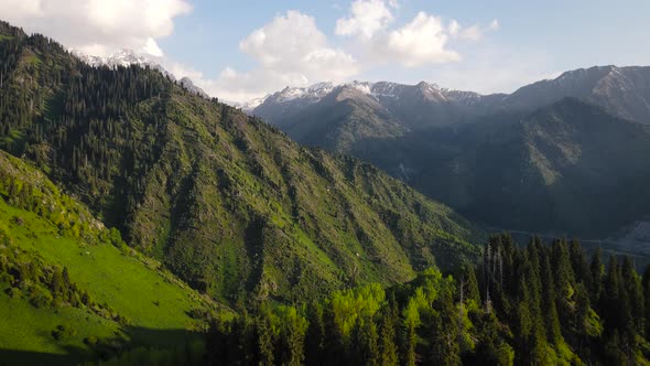 Aerial Forest Spruce in the Mountain of Almaty