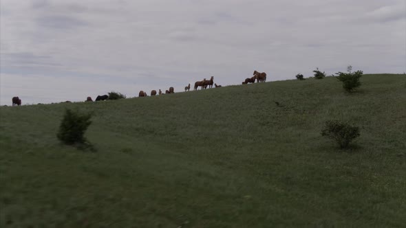 A Small Herd of Horses on a Cloudy Day Framed with a Drone