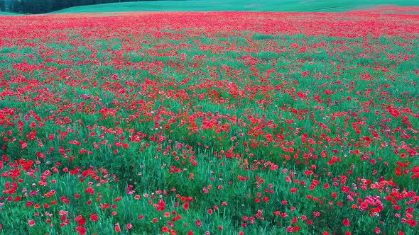 Field of Blossoming Red Poppies. Beautiful Flowers Meadow and Summer Nature Landscape	