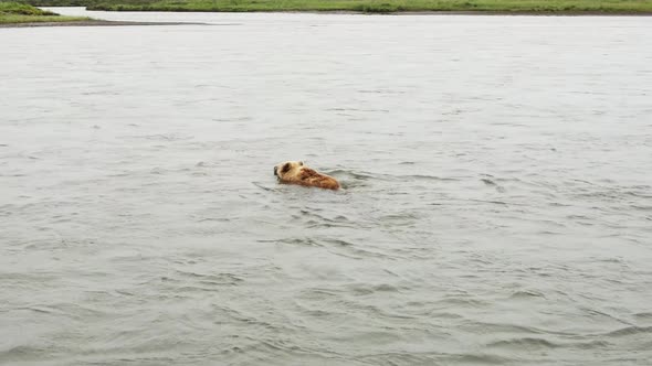 A Brown Bear Swims Across a River in Kamchatka