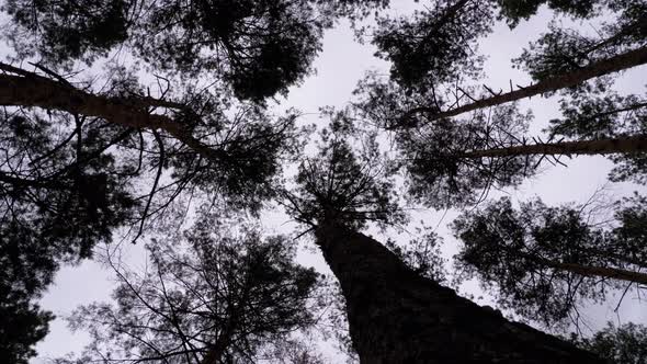 Dark Creepy Forest. Bottom View of Tree Trunks and Branches Against a Stormy Sky