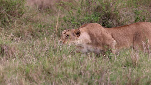 A Lioness Stalking Prey