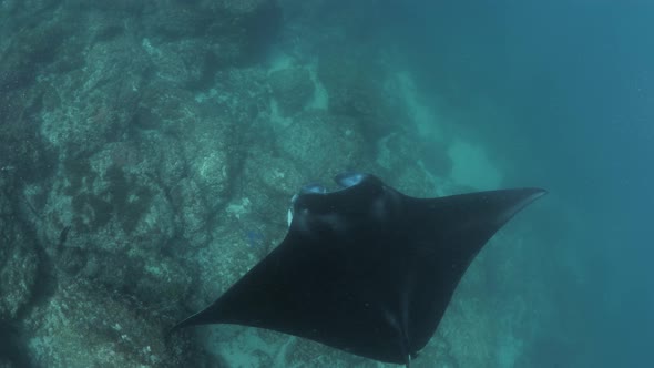 A large Manta Ray glides above a rocky reef with its wing spread out wide while it feeds on plankton
