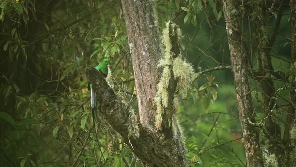 Resplendent Quetzal (pharomachrus mocinno), Tropical Bird and Costa Rica Wildlife, Amazing Green Bri