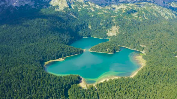 Fly Over Black Lake with Pine Forest on Mountains in National Park Durmitor Montenegro