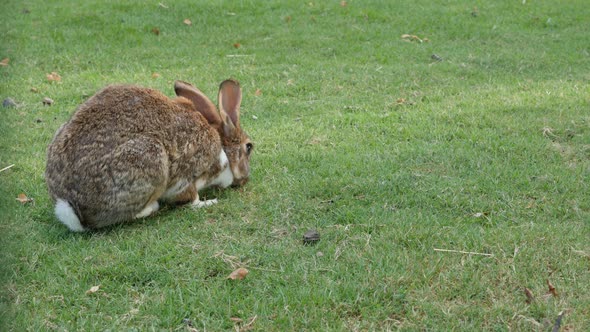 Bunny in the field eating grass anf playing 4K 3840X2160 UltraHD footage -  Hare enjoying outdoor na