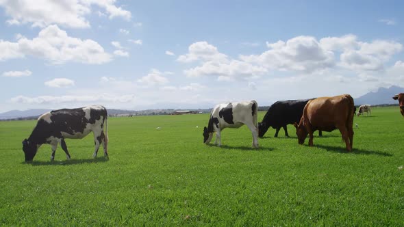 Cattle grazing in the farm 