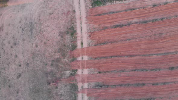 Cultivated field from above