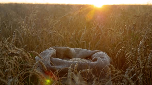 Sack of Wheat Grain in Ripe Wheat Field at Sunrise