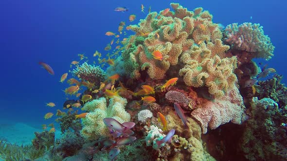 Colorful Red Sea Corals
