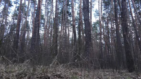 Forest Landscape Aerial View Slow Motion