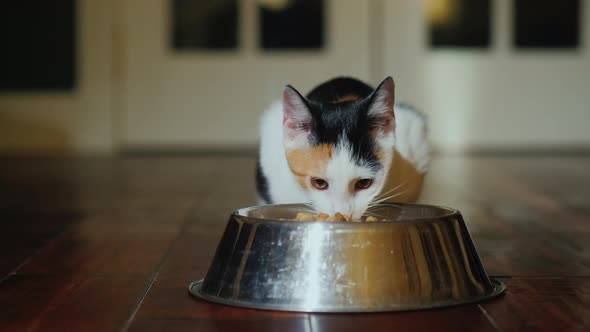 The Cat Eats From a Metal Bowl