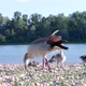 Group of Baby Egyptian Goose with Parent on the Waterside - VideoHive Item for Sale